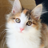 ノルウェージャンフォレストキャット