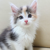 ノルウェージャンフォレストキャット