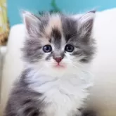 ノルウェージャンフォレストキャット
