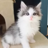 ノルウェージャンフォレストキャット【神奈川県・男の子・2026年1月30日・ブルーマッカレルタビー&ホワイト】の写真1「ジャスパー君（仮名）」