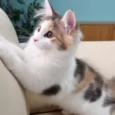 ノルウェージャンフォレストキャット