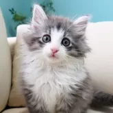ノルウェージャンフォレストキャット