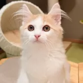 ノルウェージャンフォレストキャット