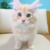 ノルウェージャンフォレストキャット