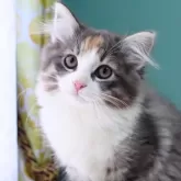 ノルウェージャンフォレストキャット