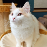 ノルウェージャンフォレストキャット