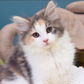 ノルウェージャンフォレストキャット