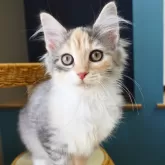 ノルウェージャンフォレストキャット