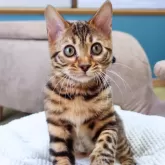 ベンガル【神奈川県・男の子・2025年8月8日・ブラウンスポテッドタビー(ロゼット)】の写真2「沢山の愛情を込めて、人とも猫とも仲良くなれる子猫を育てています🐾💕」