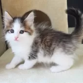 ノルウェージャンフォレストキャット【神奈川県・女の子・2025年12月12日・ブラウンマッカレルタビー&ホワイト】の写真10