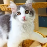 ノルウェージャンフォレストキャット【神奈川県・男の子・2025年7月6日・ブルーマッカレルタビー&ホワイト】の写真4「よく食べよく遊び、好奇心一杯の表情豊かな子に成長しています😺🌟」