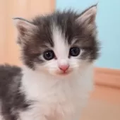 ノルウェージャンフォレストキャット【神奈川県・男の子・2025年6月6日・ブルーマッカレルタビー&ホワイト】の写真6