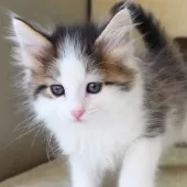 ノルウェージャンフォレストキャット【神奈川県・女の子・2025年12月12日・ブラウンマッカレルタビー&ホワイト】の写真14