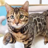 ベンガル【神奈川県・男の子・2025年8月8日・ブラウンスポテッドタビー(ロゼット)】の写真3「遊び部屋で自由に走ったり、幼い頃から良質な環境で育てています🌱✨」