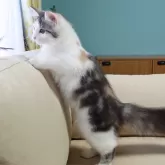 ノルウェージャンフォレストキャット【神奈川県・女の子・2025年5月12日・ブルーパッチドマッカレルタビー&ホワイト】の写真7