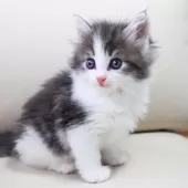 ノルウェージャンフォレストキャット【神奈川県・男の子・2025年6月6日・ブルーマッカレルタビー&ホワイト】の写真4「よく食べよく遊び、好奇心一杯の表情豊かな子に成長しています😺🌟」