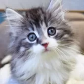 ノルウェージャンフォレストキャット【神奈川県・男の子・2025年9月29日・シルバーマッカレルタビー&ホワイト】の写真9