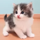 ノルウェージャンフォレストキャット【神奈川県・男の子・2025年6月6日・ブルーマッカレルタビー&ホワイト】の写真8