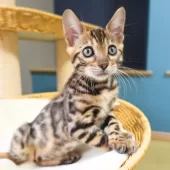 ベンガル【神奈川県・男の子・2025年8月8日・ブラウンスポテッドタビー(ロゼット)】の写真8