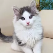 ノルウェージャンフォレストキャット【神奈川県・男の子・2025年12月12日・ブルーマッカレルタビー&ホワイト】の写真7