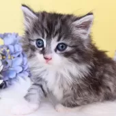 ノルウェージャンフォレストキャット【神奈川県・男の子・2025年9月29日・シルバーマッカレルタビー&ホワイト】の写真15