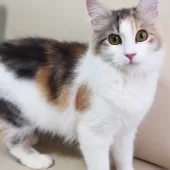 ノルウェージャンフォレストキャット【神奈川県・女の子・2025年5月12日・ブルークラシックトービィ&ホワイト】の写真2「沢山の愛情を込めて、人とも猫とも仲良くなれる子猫を育てています🐾💕」