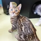 ベンガル【神奈川県・男の子・2025年8月8日・ブラウンスポテッドタビー(ロゼット)】の写真8