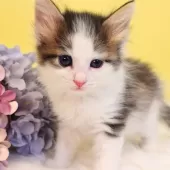 ノルウェージャンフォレストキャット【神奈川県・女の子・2025年12月12日・ブラウンマッカレルタビー&ホワイト】の写真15