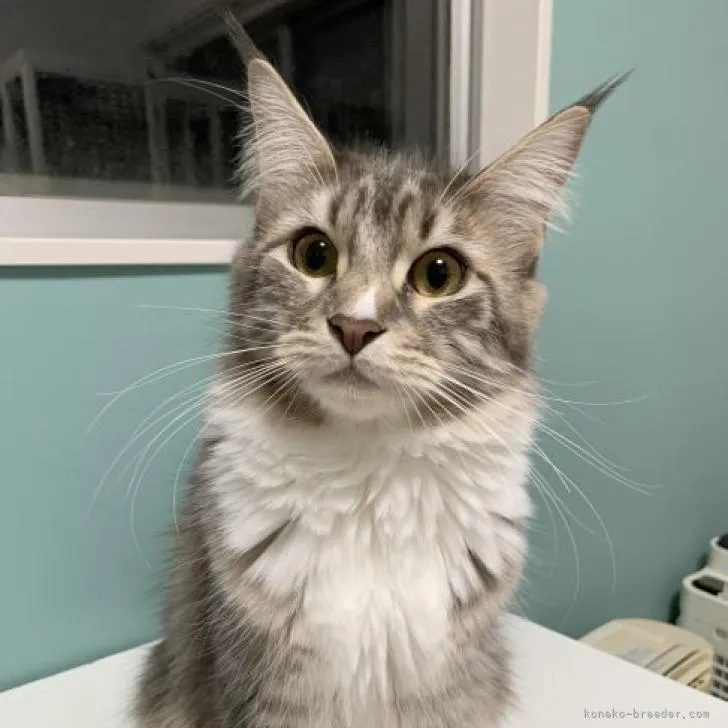 M.S 様のお迎えした子猫