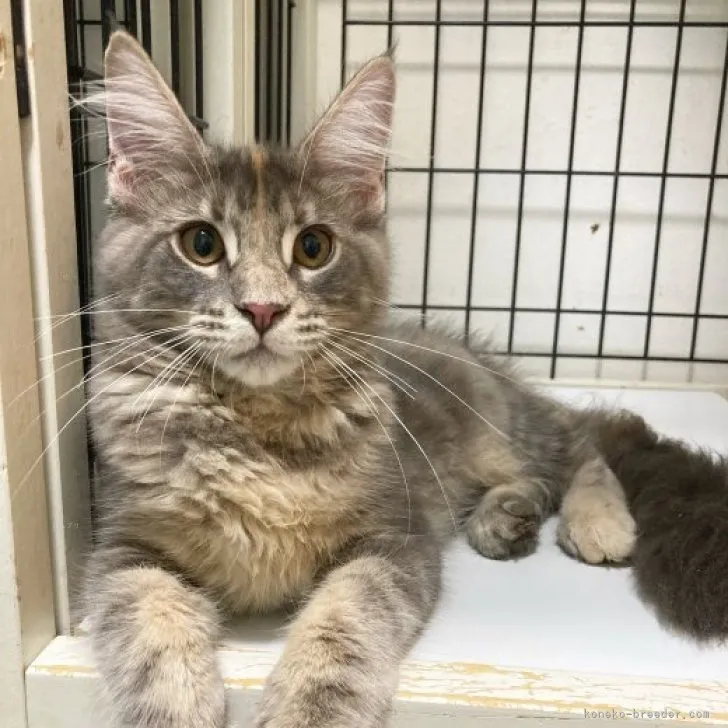 ID：2307-01872の子猫