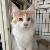 メインクーン【福岡県・女の子・2023年10月3日・クリーム&ホワイト】の写真1「ちと鼻タレ💦」