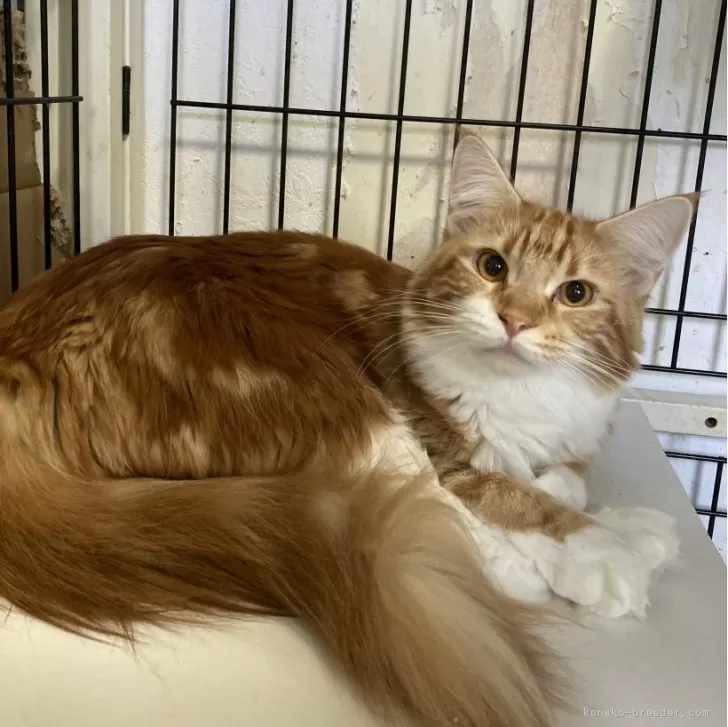 ID：2404-01252の子猫