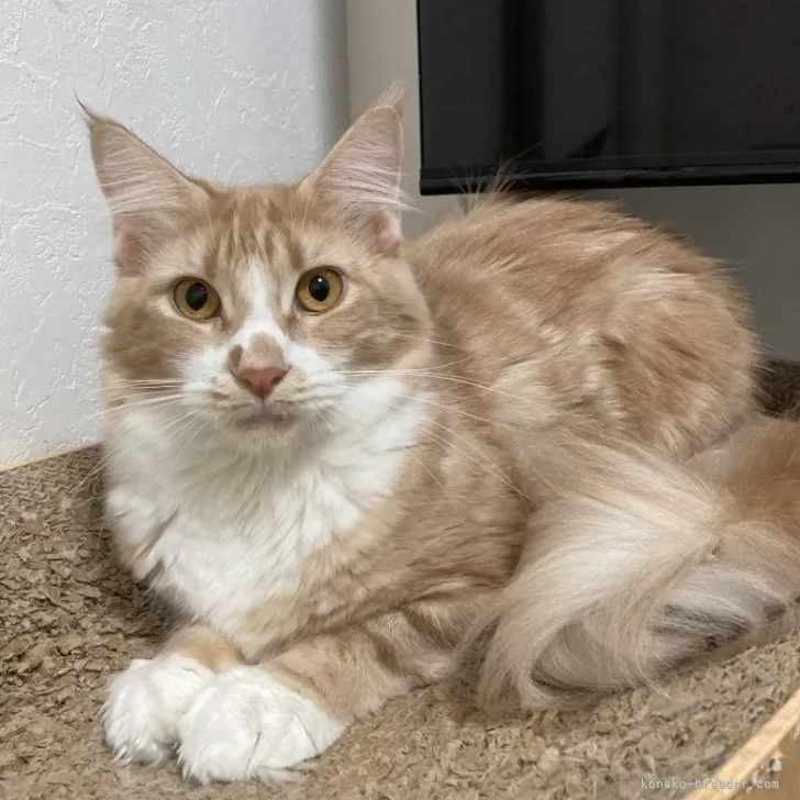 ID：2402-01507の子猫