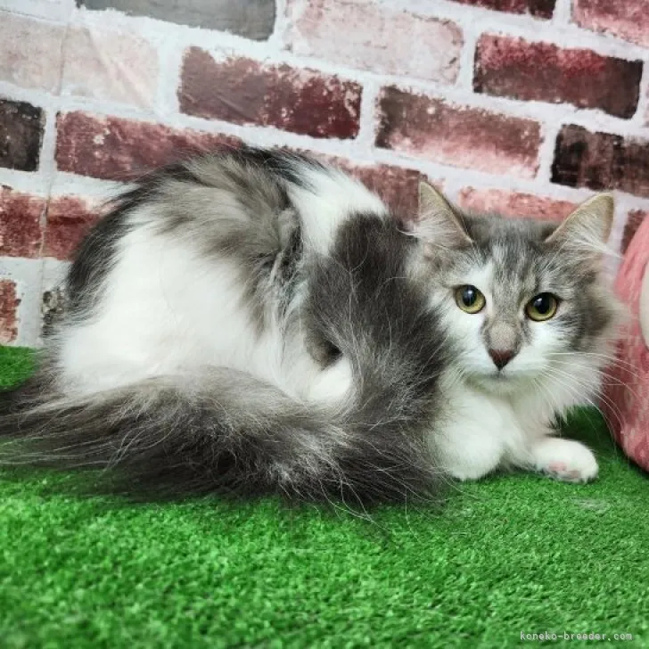 ID：2202-02056の子猫