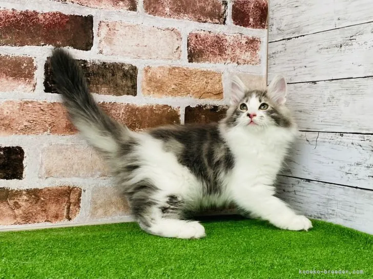 ID：2204-01736の子猫