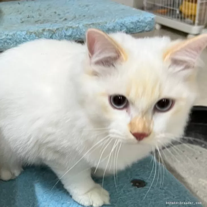 ID:2405-01387の子猫