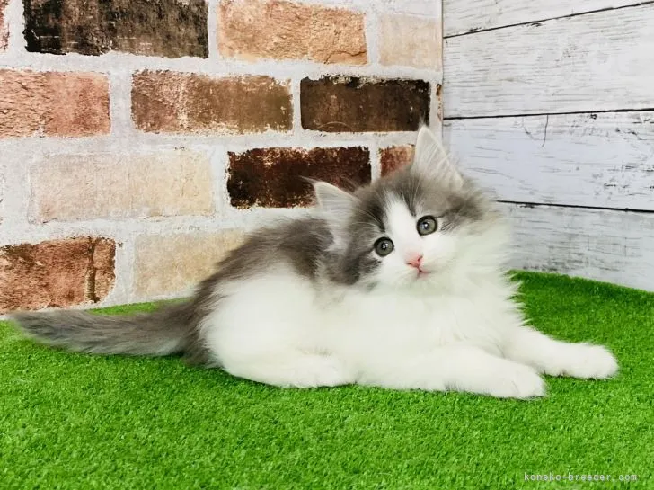 ID:2203-00002の子猫