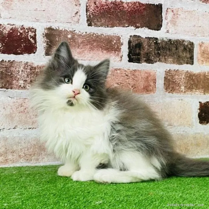 ID:2210-02269の子猫