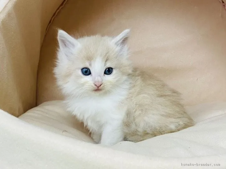 ID:2104-01715の子猫
