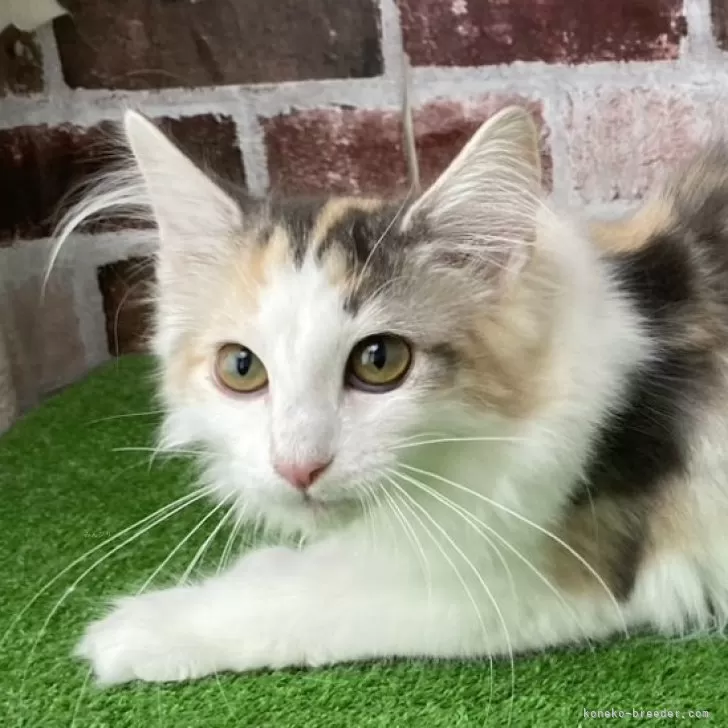 ID：2404-02522の子猫