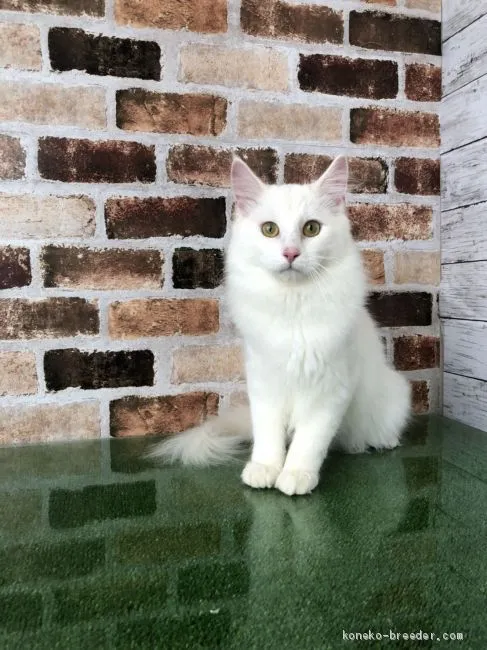 ID：1909-01780の子猫