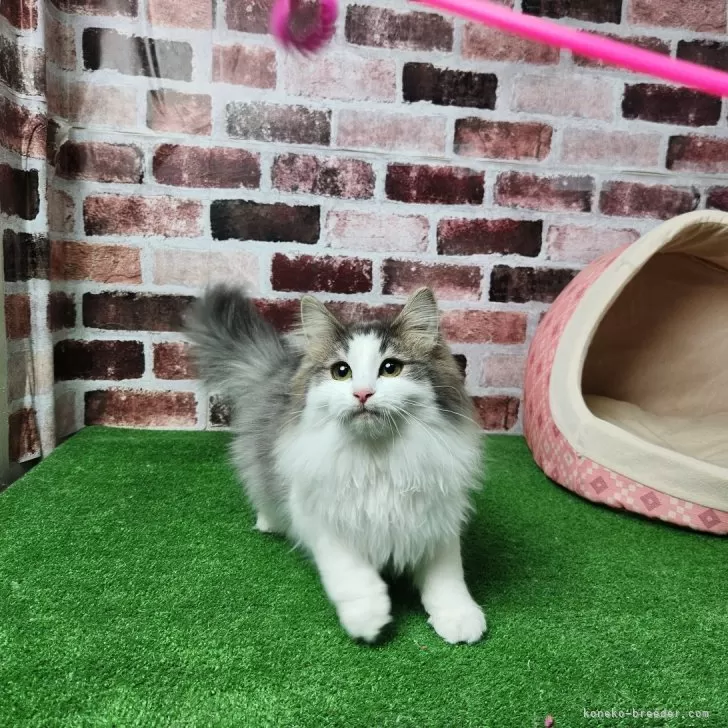 ID：2308-03113の子猫