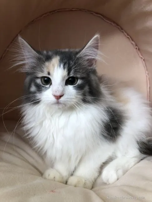 M.N 様のお迎えした子猫