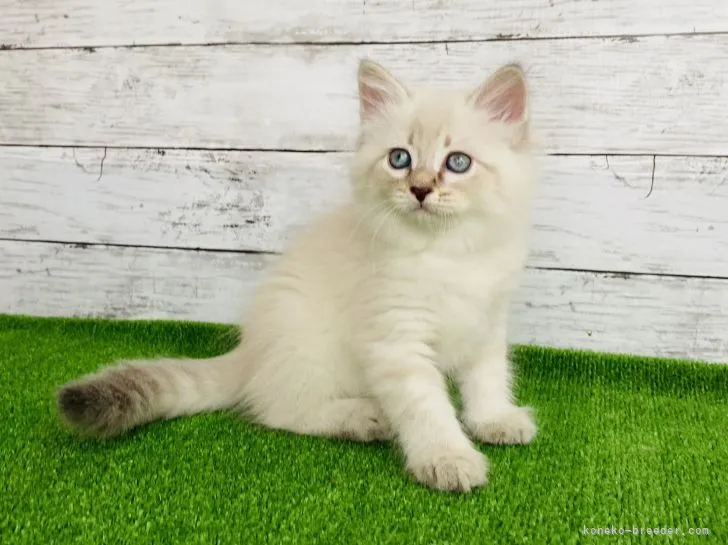 ID:2106-01925の子猫
