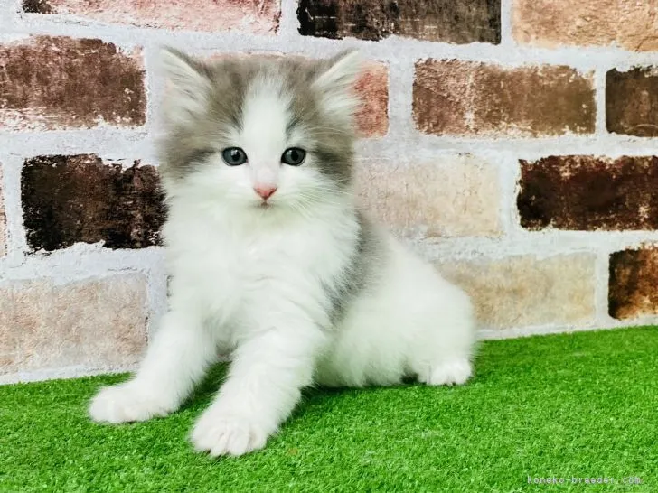 ID：2204-02850の子猫