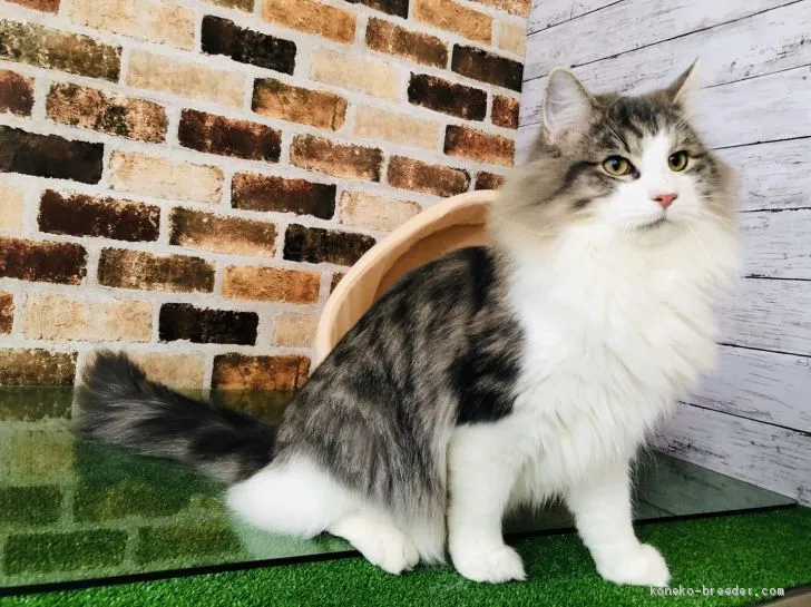 ID:1908-00351の子猫