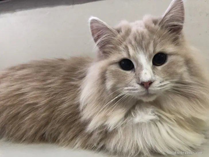 ウィル 様のお迎えした子猫