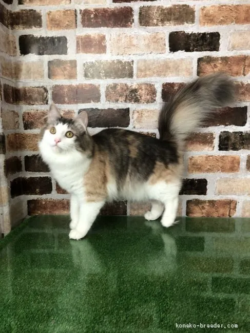 ID：1911-00636の子猫