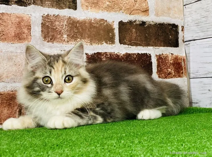ID:2105-02043の子猫