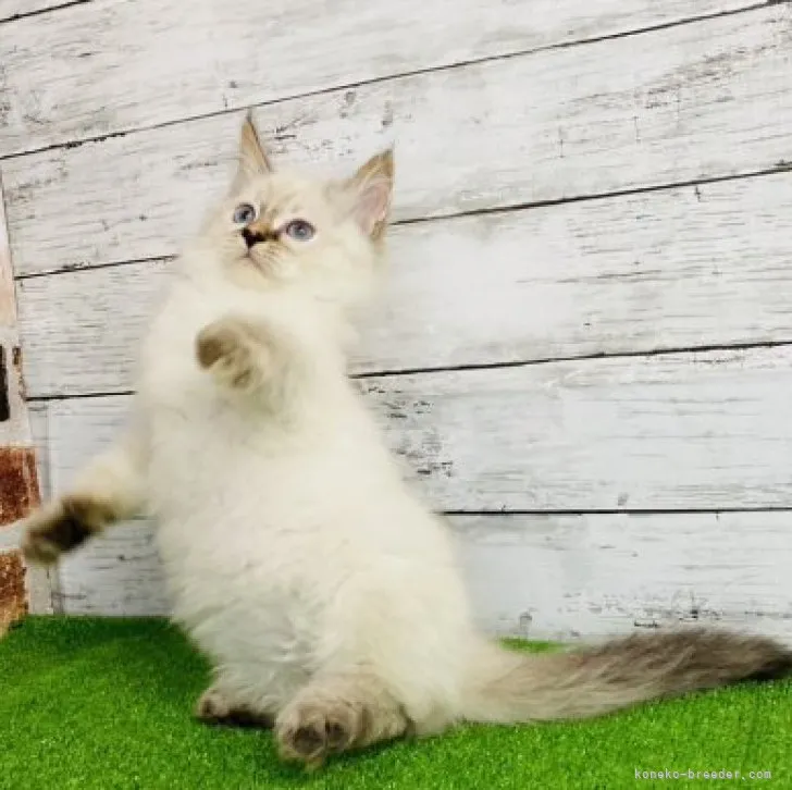 ID:2305-01140の子猫